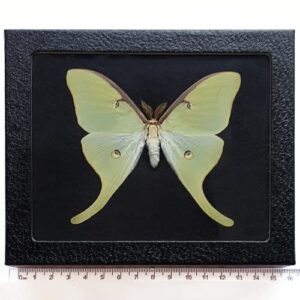 actias luna black background green saturn moth usa framed