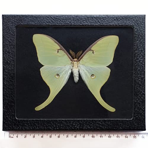 Actias Luna Black Background Green Saturn Moth USA Framed