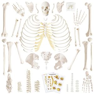 human skeleton model for anatomy 67 inch high, full size skeleton models with 3 poster, skull, spine, bones, articulated hand & foot, for anatomy medical learning