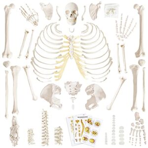 Human Skeleton Model For Anatomy 67 inch High, Full Size Skeleton Models with 3 Poster, Skull, Spine, Bones, Articulated Hand & Foot, for Anatomy Medical Learning