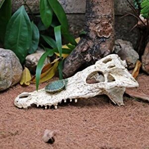 Crocodile Reptile Amphibian Skull Habitat Hide - Premium Non-Toxic Resin for Aquariums & Terrariums – Large Size