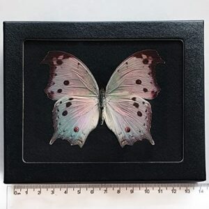 bicbugs salamis parhassus framed black background pink purple black mother of pearl butterfly africa