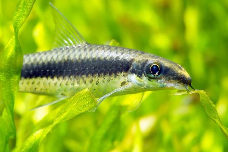 Siamese Algae Eater Live Fish - 8 Pack Live Freshwater Aquarium Fish