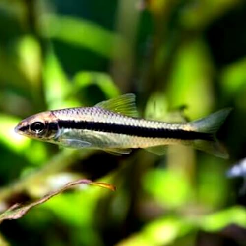 Siamese Algae Eater Live Fish - 8 Pack Live Freshwater Aquarium Fish