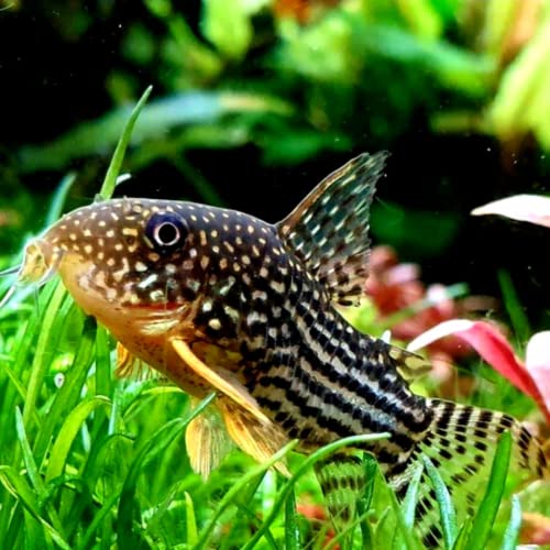 Sterbai Cory Catfish Live Fish - 4 Pack Live Freshwater Aquarium Fish