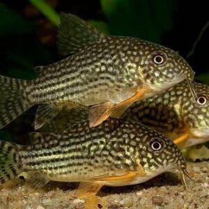 Sterbai Cory Catfish Live Fish - 4 Pack Live Freshwater Aquarium Fish