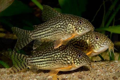 Sterbai Cory Catfish Live Fish - 4 Pack Live Freshwater Aquarium Fish