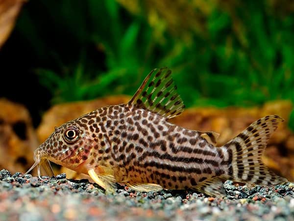 Sterbai Cory Catfish Live Fish - 4 Pack Live Freshwater Aquarium Fish