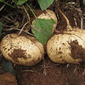 100 pcs non-gmo jicama seeds heirloom mexican yam bean mexican turnip seeds,for growing seeds in the garden or home vegetable garden