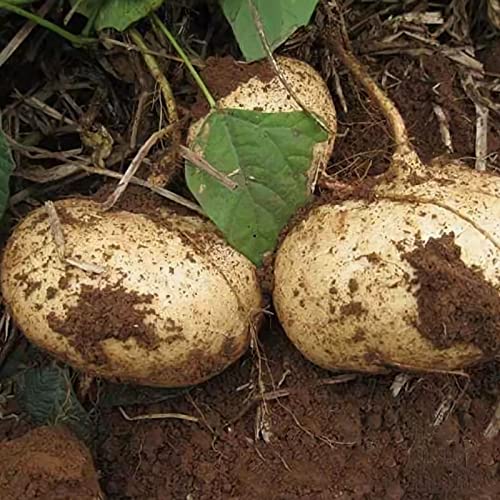 100 Pcs Non-GMO Jicama Seeds Heirloom Mexican Yam Bean Mexican Turnip Seeds,for Growing Seeds in The Garden or Home Vegetable Garden