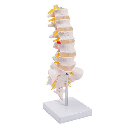 breesky Lumbar Spine Model - Life Size Human Lumbar Vertebrae Anatomy Model with Sacrum and Spinal Nerves Medical Chiropractor Medical Student Study Teaching Demonstration