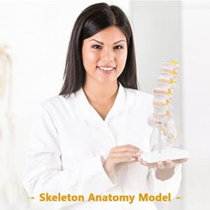 breesky Lumbar Spine Model - Life Size Human Lumbar Vertebrae Anatomy Model with Sacrum and Spinal Nerves Medical Chiropractor Medical Student Study Teaching Demonstration