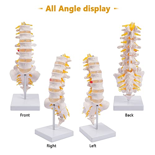 breesky Lumbar Spine Model - Life Size Human Lumbar Vertebrae Anatomy Model with Sacrum and Spinal Nerves Medical Chiropractor Medical Student Study Teaching Demonstration