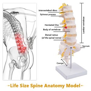 breesky Lumbar Spine Model - Life Size Human Lumbar Vertebrae Anatomy Model with Sacrum and Spinal Nerves Medical Chiropractor Medical Student Study Teaching Demonstration