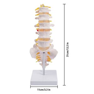 breesky Lumbar Spine Model - Life Size Human Lumbar Vertebrae Anatomy Model with Sacrum and Spinal Nerves Medical Chiropractor Medical Student Study Teaching Demonstration