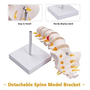 breesky Lumbar Spine Model - Life Size Human Lumbar Vertebrae Anatomy Model with Sacrum and Spinal Nerves Medical Chiropractor Medical Student Study Teaching Demonstration