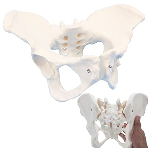 Veipho Pelvis Model, Female Pelvis Model, Pelvic Model Female, Female Pelvis Anatomy Model, Life Size Anatomical Female Pelvis Model for Patient Science Education