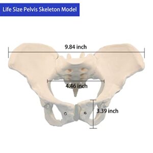 Veipho Pelvis Model, Female Pelvis Model, Pelvic Model Female, Female Pelvis Anatomy Model, Life Size Anatomical Female Pelvis Model for Patient Science Education