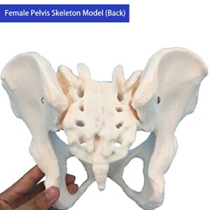 Veipho Pelvis Model, Female Pelvis Model, Pelvic Model Female, Female Pelvis Anatomy Model, Life Size Anatomical Female Pelvis Model for Patient Science Education