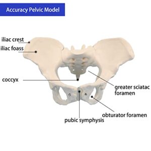 Veipho Pelvis Model, Female Pelvis Model, Pelvic Model Female, Female Pelvis Anatomy Model, Life Size Anatomical Female Pelvis Model for Patient Science Education