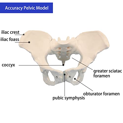 Veipho Pelvis Model, Female Pelvis Model, Pelvic Model Female, Female Pelvis Anatomy Model, Life Size Anatomical Female Pelvis Model for Patient Science Education