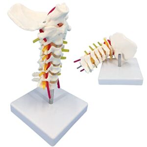 veipho cervical spine model with nerves, life size cervical vertebral spine spinal nerves anatomical model with stand, cervical spinal column model for patient science education
