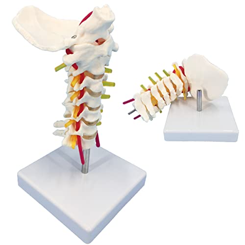 Veipho Cervical Spine Model with Nerves, Life Size Cervical Vertebral Spine Spinal Nerves Anatomical Model with Stand, Cervical Spinal Column Model for Patient Science Education