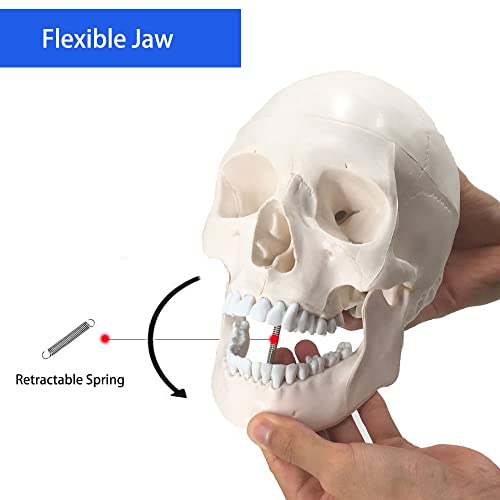 Veipho Human Skull Model, Life Size Skull Anatomy Model with Removable Skull Cap and Articulated Mandible, 2-Part Human Skull Anatomical Model for Patient Science Education, Full Set of Teeth