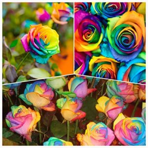 100-colorful rainbow rose seeds-beautiful flower-perennial