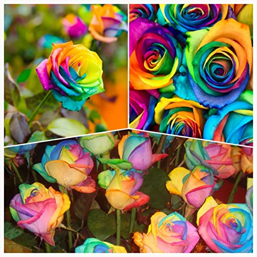 100-Colorful Rainbow Rose Seeds-Beautiful Flower-Perennial