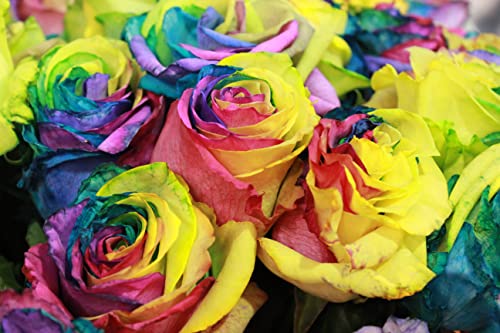 100-Colorful Rainbow Rose Seeds-Beautiful Flower-Perennial