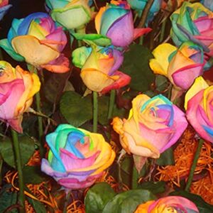 100-Colorful Rainbow Rose Seeds-Beautiful Flower-Perennial