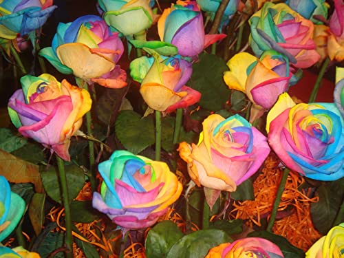 100-Colorful Rainbow Rose Seeds-Beautiful Flower-Perennial