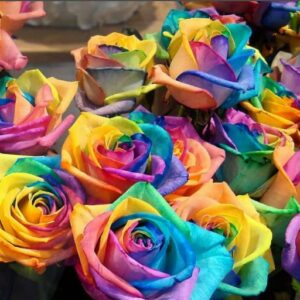 100-Colorful Rainbow Rose Seeds-Beautiful Flower-Perennial