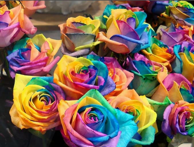 100-Colorful Rainbow Rose Seeds-Beautiful Flower-Perennial