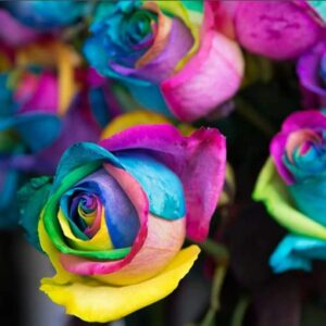 100-Colorful Rainbow Rose Seeds-Beautiful Flower-Perennial