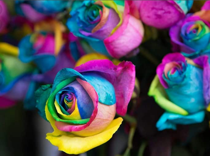 100-Colorful Rainbow Rose Seeds-Beautiful Flower-Perennial