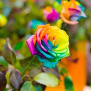 100-Colorful Rainbow Rose Seeds-Beautiful Flower-Perennial