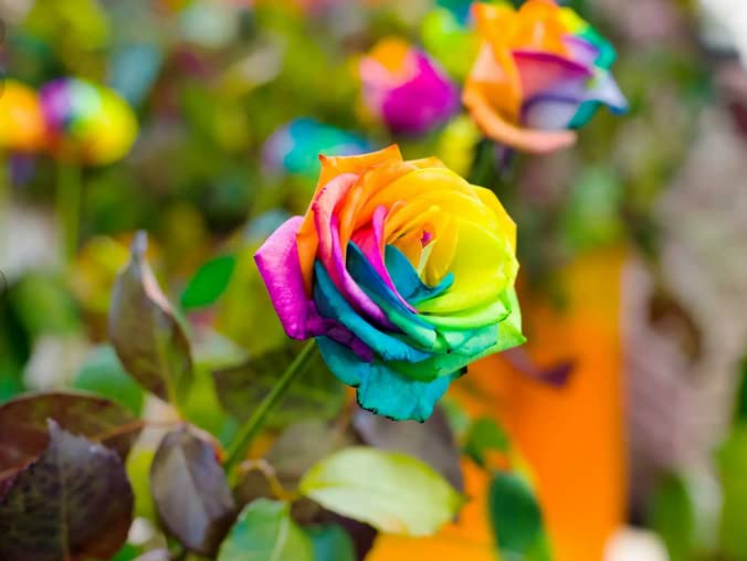 100-Colorful Rainbow Rose Seeds-Beautiful Flower-Perennial