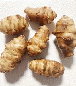 7 tubers jerusalem artichoke - individual tubers for planting - aka sunchokes, sunroot, white
