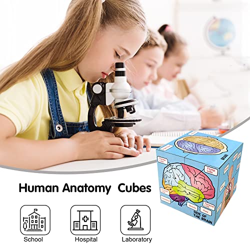 MIIRR Human Anatomy Study Cube Showing The 9 Parts of The Human Body with Pictures and Descriptions of Human Organs, Best Gift for Nurses, Medical Students