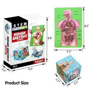 MIIRR Human Anatomy Study Cube Showing The 9 Parts of The Human Body with Pictures and Descriptions of Human Organs, Best Gift for Nurses, Medical Students