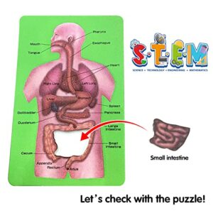 MIIRR Human Anatomy Study Cube Showing The 9 Parts of The Human Body with Pictures and Descriptions of Human Organs, Best Gift for Nurses, Medical Students