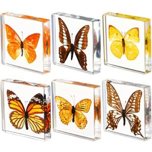6 pcs real butterfly specimen butterfly paperweight assortment framed butterfly taxidermy resin butterfly collection display science toys for home office school, 6 styles