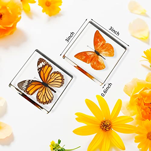 6 Pcs Real Butterfly Specimen Butterfly Paperweight Assortment Framed Butterfly Taxidermy Resin Butterfly Collection Display Science Toys for Home Office School, 6 Styles