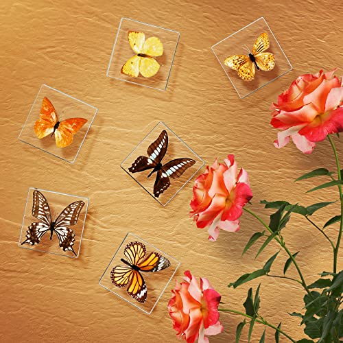 6 Pcs Real Butterfly Specimen Butterfly Paperweight Assortment Framed Butterfly Taxidermy Resin Butterfly Collection Display Science Toys for Home Office School, 6 Styles