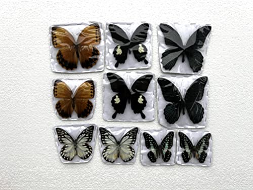 vinatimes Lot of 10 Real Assorted Butterfly Mounted Hawkmoth Sphingidae Moth Entomology Specimens Taxidermy Artwork Crafts UM01-XOE