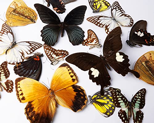 vinatimes Lot of 10 Real Assorted Butterfly Mounted Hawkmoth Sphingidae Moth Entomology Specimens Taxidermy Artwork Crafts UM01-XOE