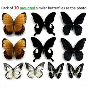 vinatimes Lot of 10 Real Assorted Butterfly Mounted Hawkmoth Sphingidae Moth Entomology Specimens Taxidermy Artwork Crafts UM01-XOE