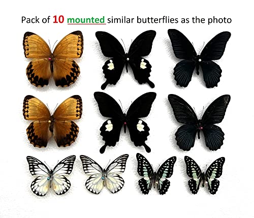 vinatimes Lot of 10 Real Assorted Butterfly Mounted Hawkmoth Sphingidae Moth Entomology Specimens Taxidermy Artwork Crafts UM01-XOE